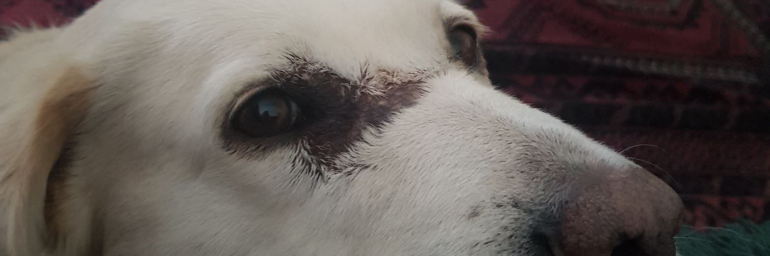 abijaye's profile banner image