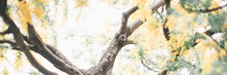 étoile, banner