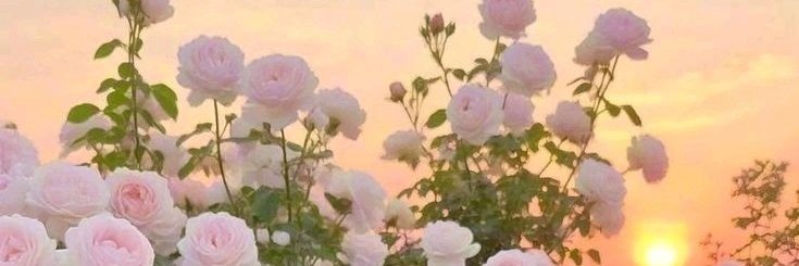 louv banner