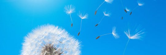 Dandelionoq's profile banner image