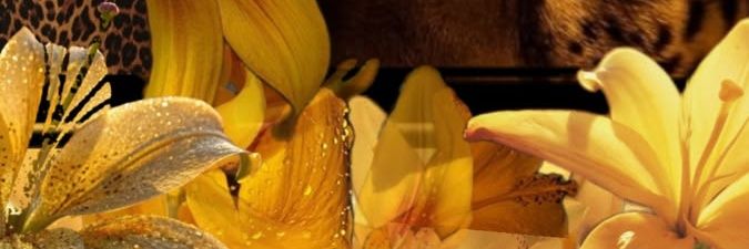 sleep_hypnos10's profile banner image
