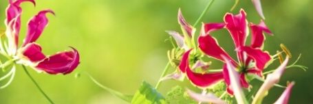 Constancexx's profile banner image