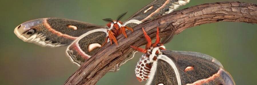 moth banner