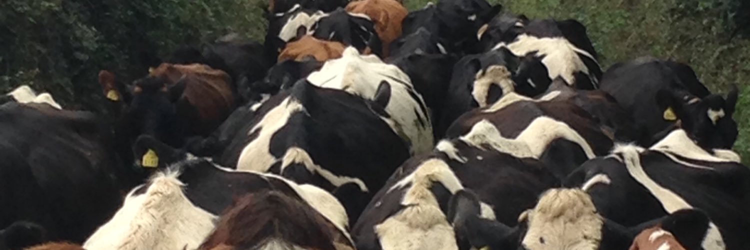 shane gregory banner