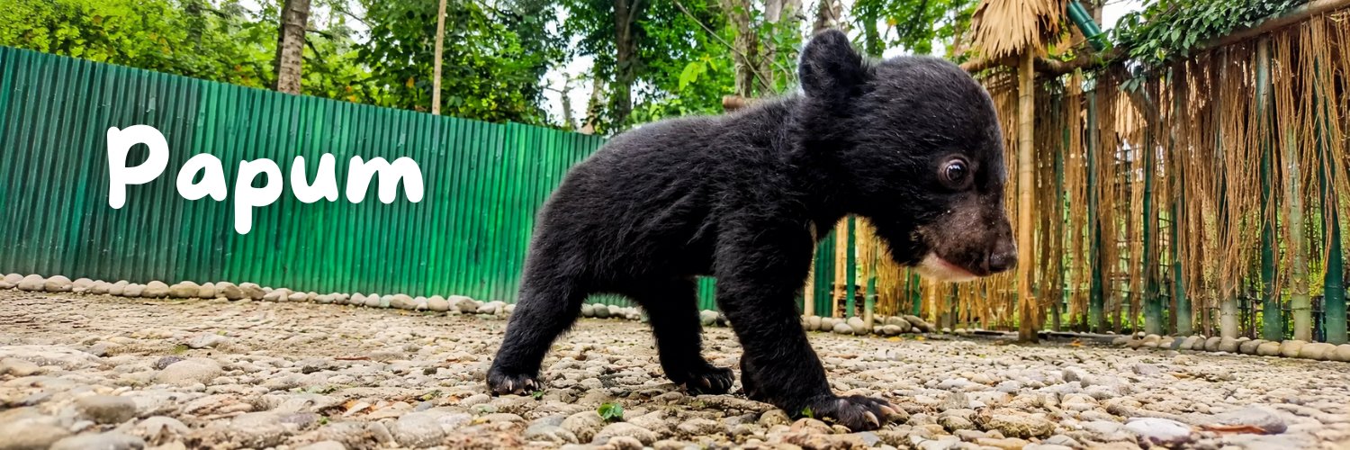 Papum The Moon Bear (@Papumsolana) / Posts / X