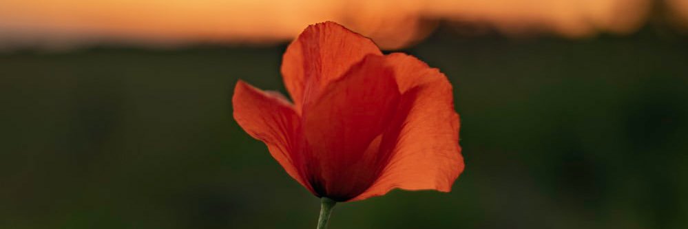 paulitavalot's profile banner image
