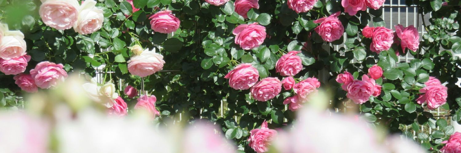 _yocchan__'s profile banner image