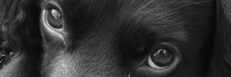 Vicky1Harrison's profile banner image