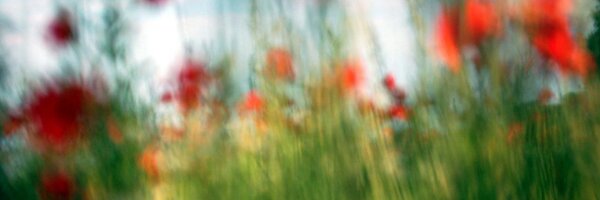 SilviaPiai_idc Profile Banner