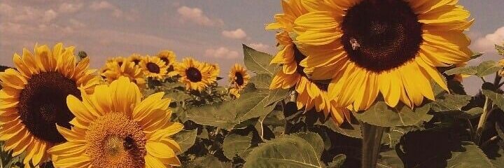 nahdiyapm's profile banner image