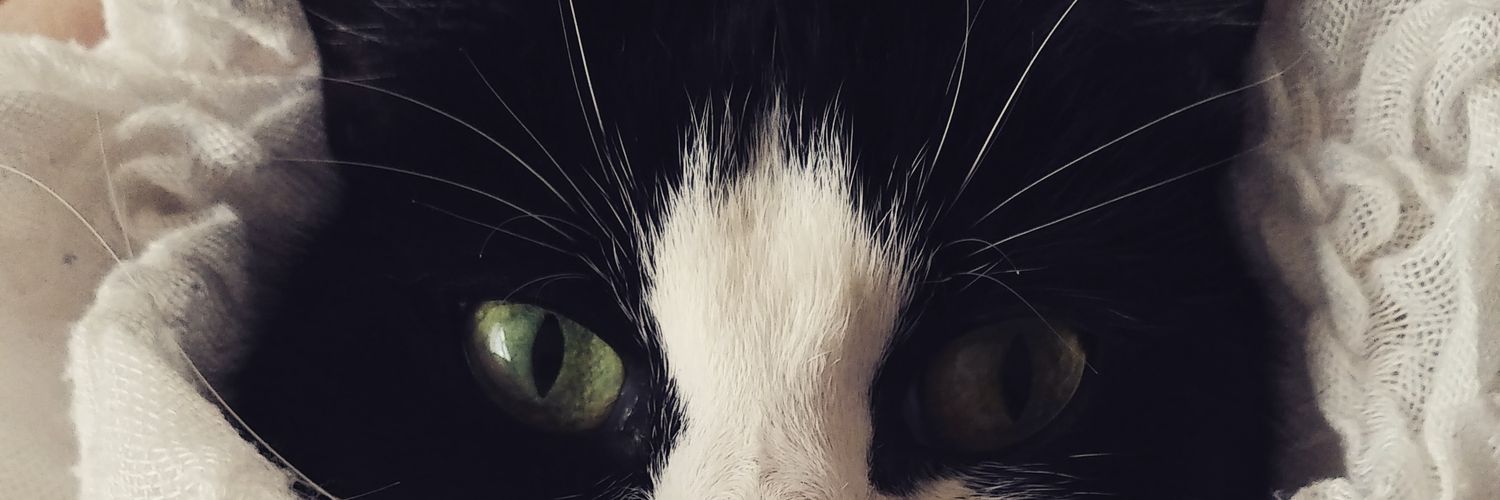 LauraPonytrip's profile banner image