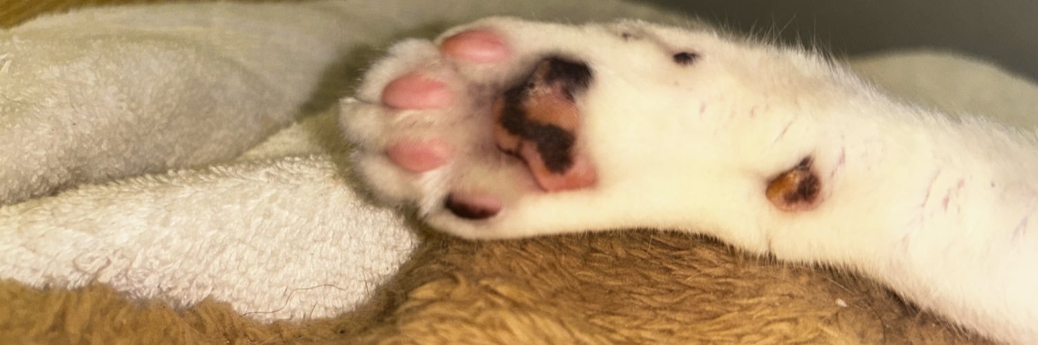Mrpolorbear banner