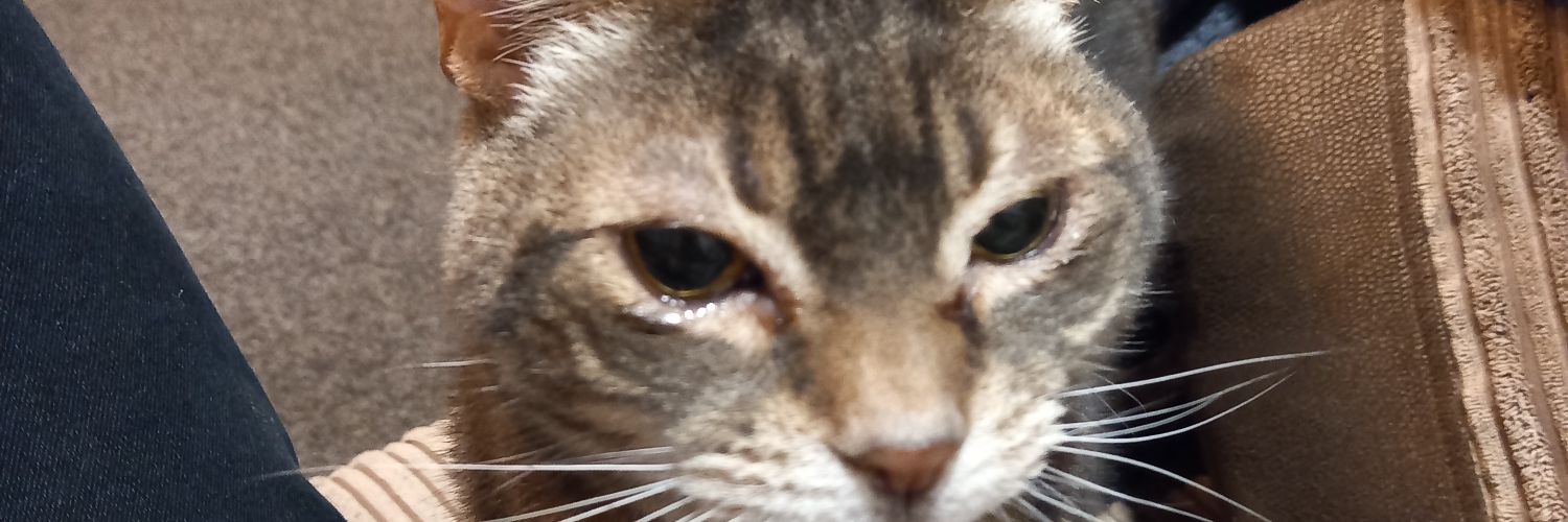 Darius Quebec 🏳️‍⚧️ banner