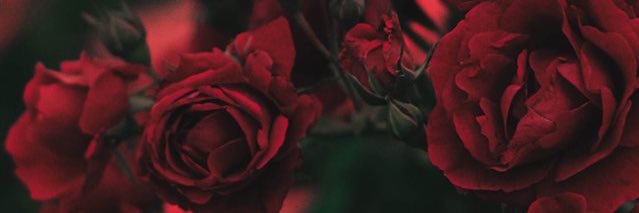 Princess Chloe ✨ banner