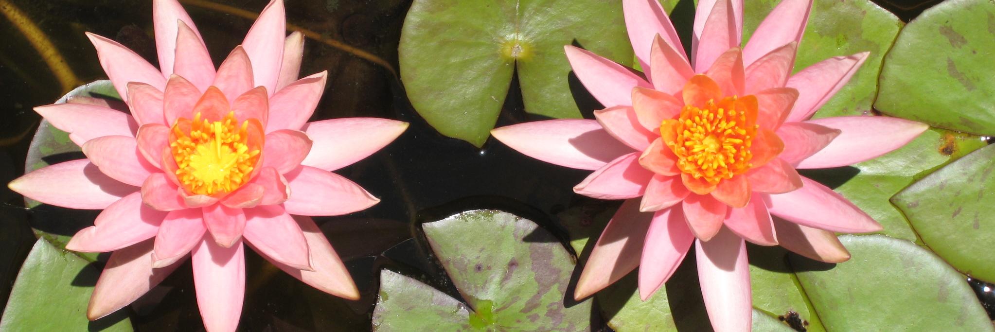 Wendy Shlensky banner