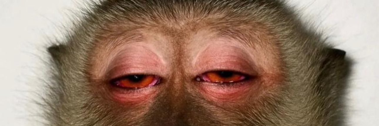 Mark R. Levin 🕷️ banner