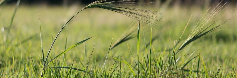 Grass banner