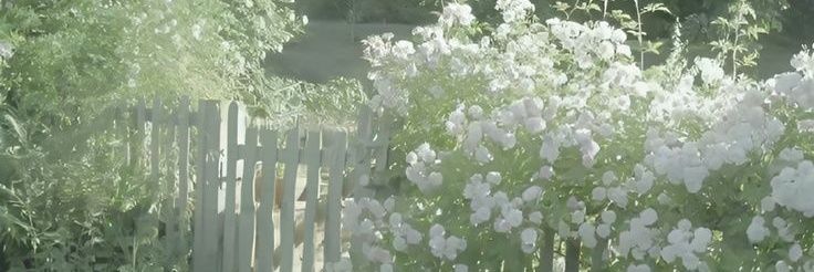 lily*`¡¿,'⁷ banner