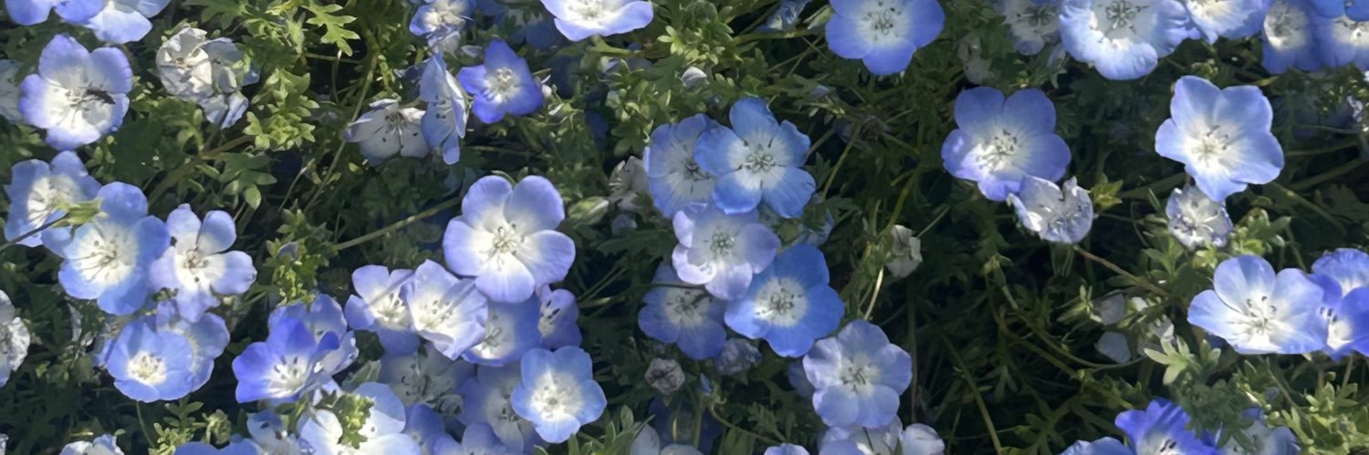 たらこ banner
