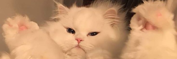💌 banner