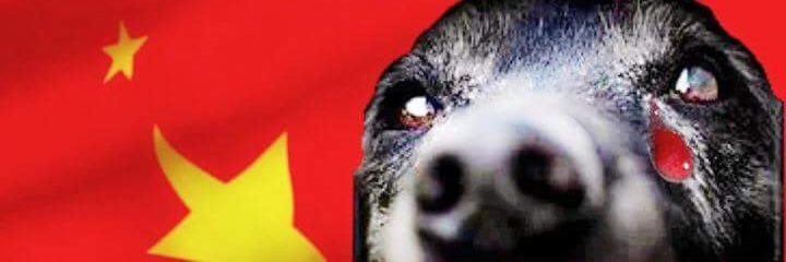 Miranda4Animals's profile banner image