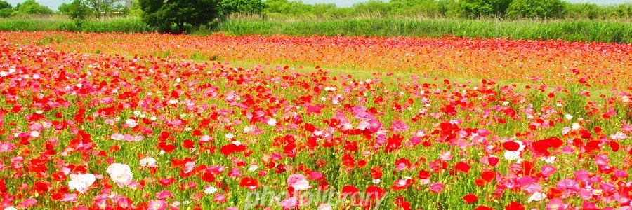 504_saikaaa's profile banner image