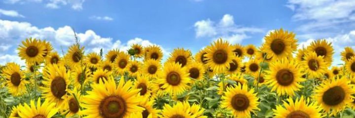 Rafitchasantos's profile banner image