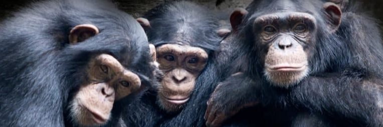 I find Chimp Outs banner