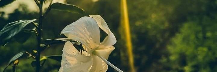 Nature Explore banner
