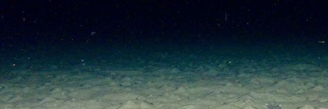 FISH banner