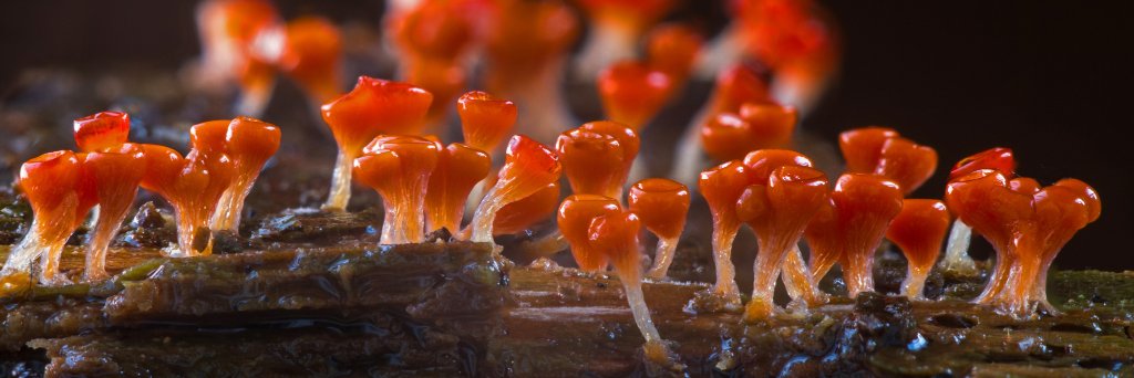 sita@dpict.info banner