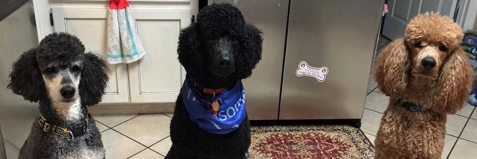 MommyHaz's profile banner image