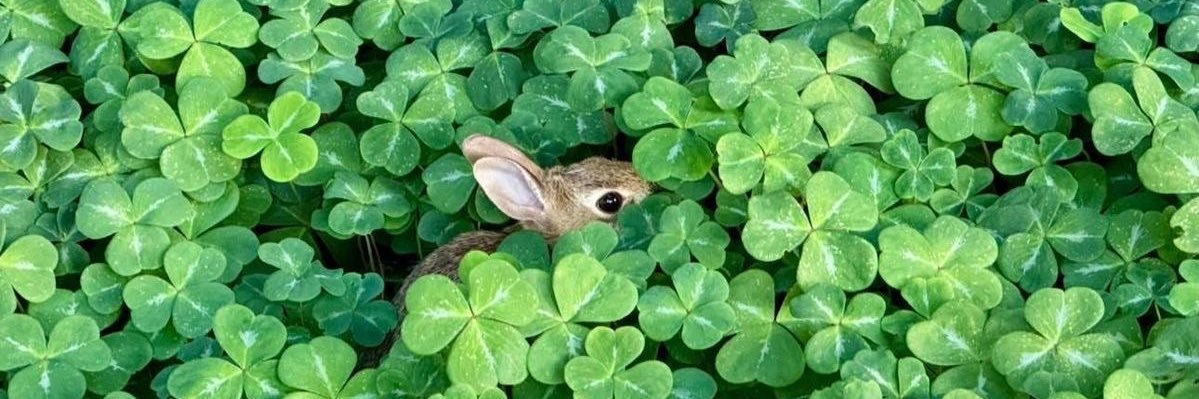 clover banner