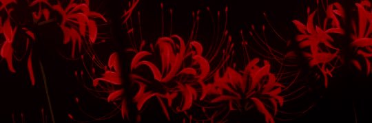 Salem .⋆♱⃓ banner