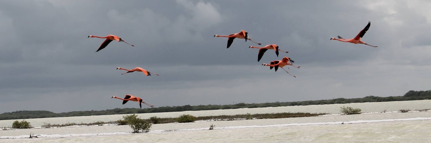 Alejandra Manjarrez banner