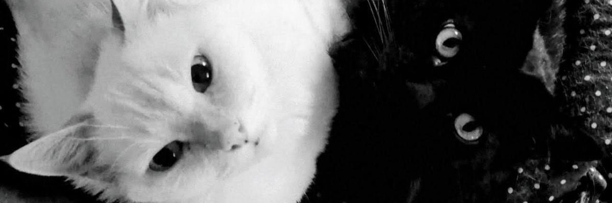 MeowMeowMadzz banner