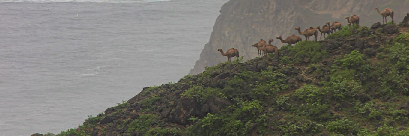 Yemeni heritage banner