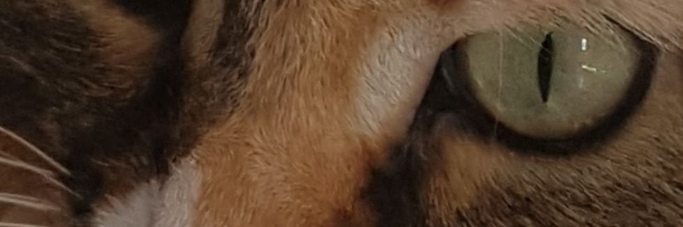 ridtwo's profile banner image