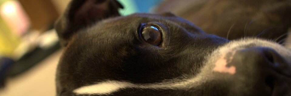 ingybing's profile banner image