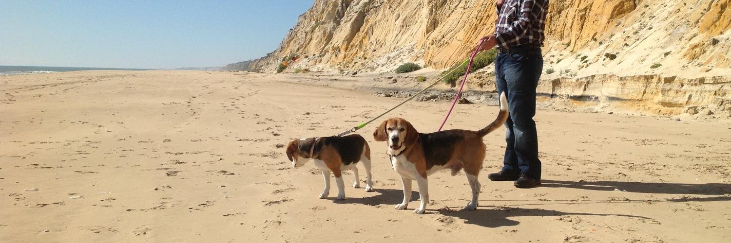 PerrosBeagle's profile banner image