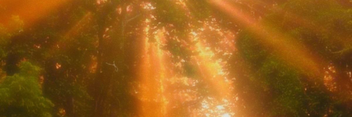 bunnie banner