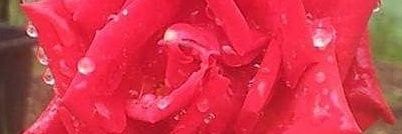 Angelinaler's profile banner image