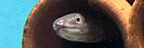 oh_tenka's profile banner image