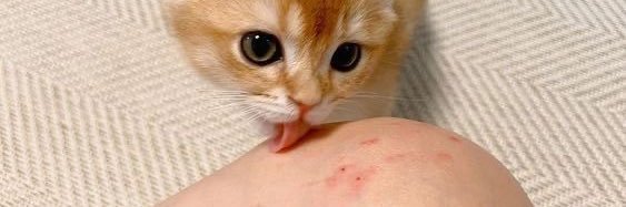 gọi tui là meo ⌯'ㅅ'⌯ banner