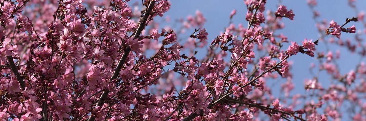 Sophia Woodhouse banner