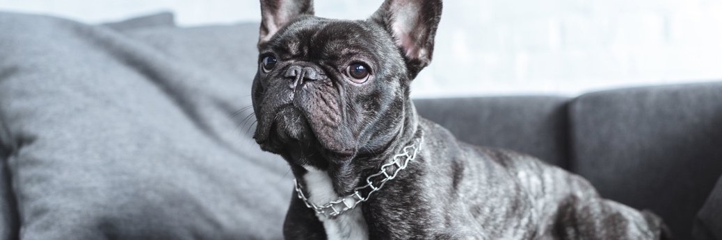 French Bulldog Rescue of Texas banner