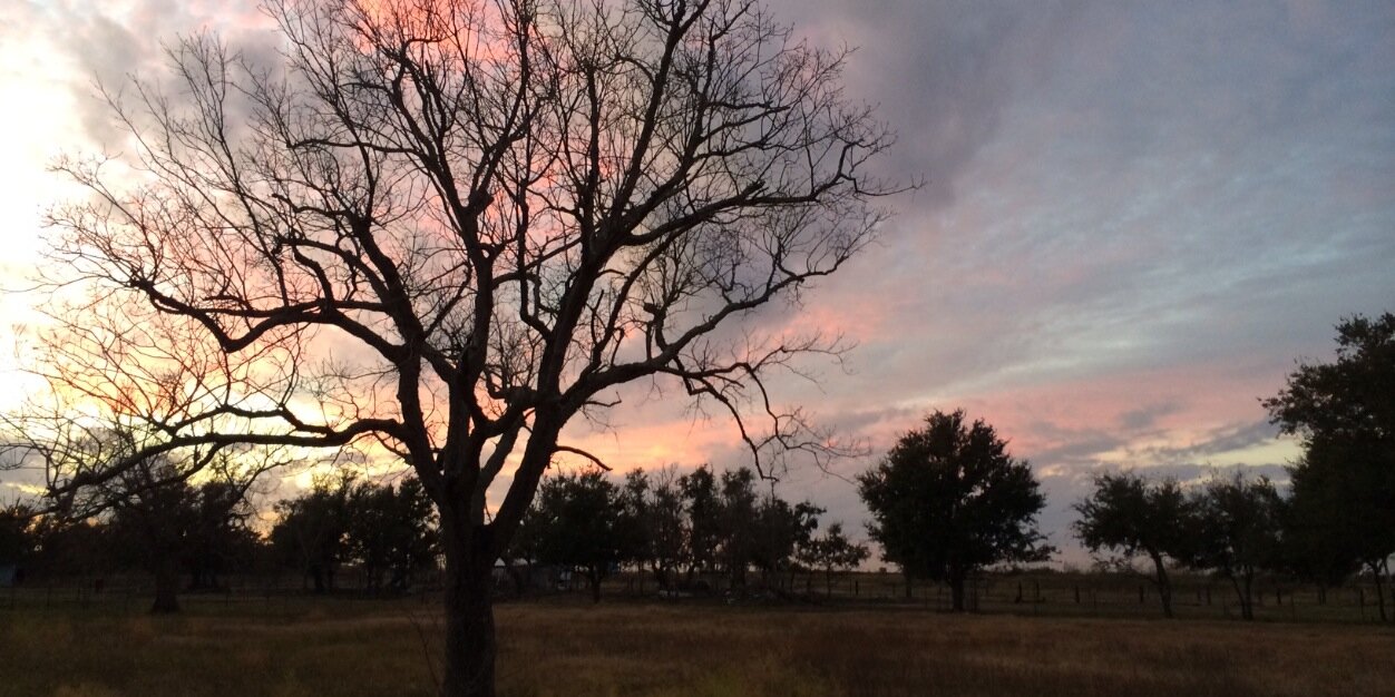MerlePearl's profile banner image