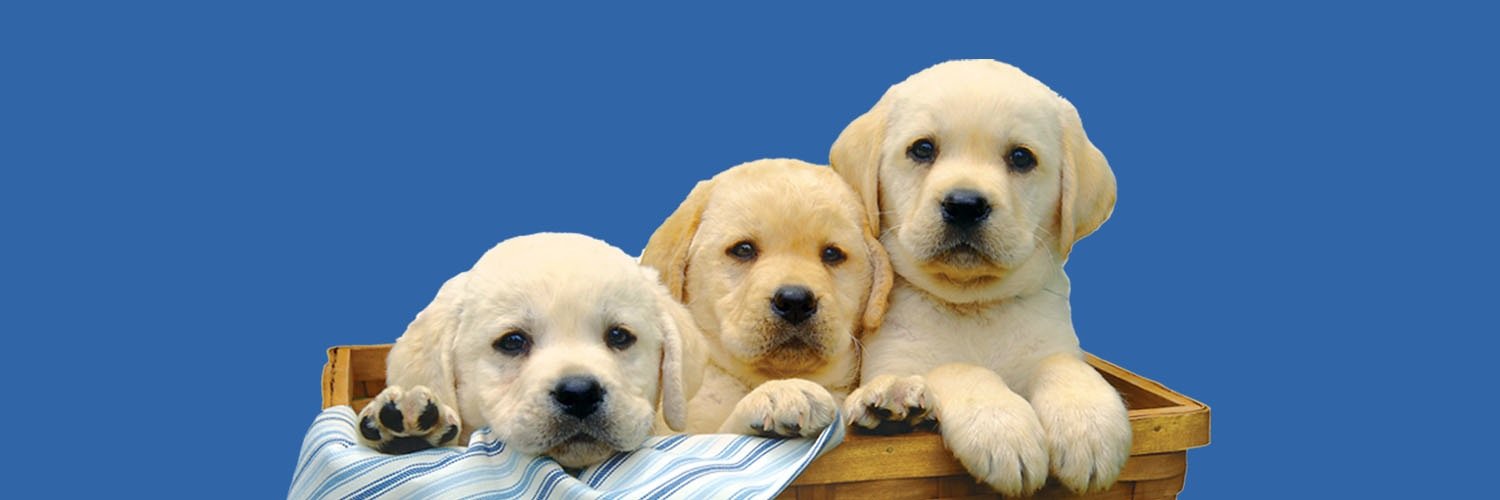 Doggy Dog Dogs banner