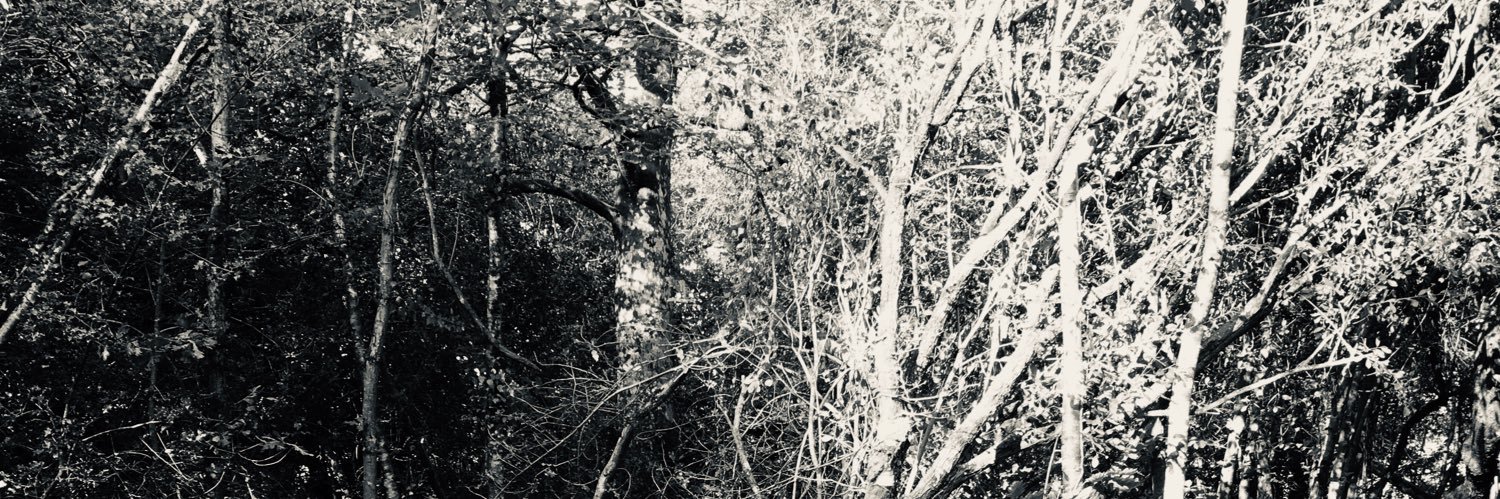 thewhiskywolf's profile banner image
