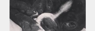 guivarella2's profile banner image